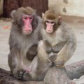 Indoneesia ahvid kaubitsevad varastatud kraamiga