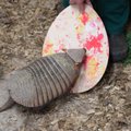 ФОТО | Пасху в Таллиннском зоопарке его обитатели отметили раскрашиванием трафаретов яиц
