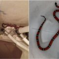 ФОТО | Жительница Клайпеды обнаружила у себя дома тропическую змею