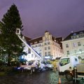 FOTOD: Tallinna jõulukuusk saadi taas püsti