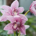 Orhidee toataimena – tee endale selgeks need ununema kippuvad tõed