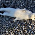 KIISUBLOGI | Tartu kass Ada sõidab öösiti vaibaga mööda tuba ja näksib ajaviiteks perenaise varbaid