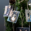 Вместо елочных украшений – фотографии животных: почему четвероногие стали главными героями студенческого проекта?