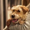 В Латвии зафиксирован первый случай Covid-19 у собаки