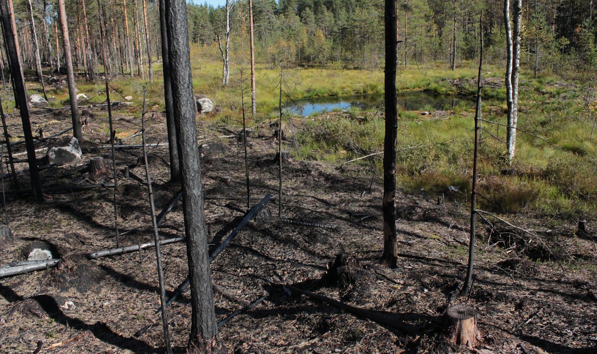 Enne põletamist kaevati Seitsemineni rahvuspargis metsa kõrvale tiigid, kust sai kustutusvett.