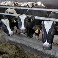 Jaanus Murakas: piimatrahvi tasumine tuleks ajatada kolme aasta peale