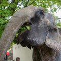 Mati Kaal surnud elevandist: selline ringi trampimine ei ole ühelegi elukale hea