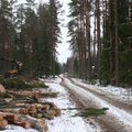 ФОТО: В Южной Эстонии началась масштабная вырубка леса под зону для тренировок по стрельбе из минометов