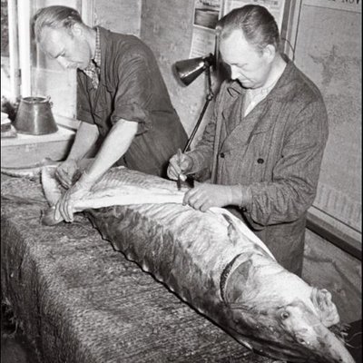 Selle sama Vene tuura topise valmistamisest 1957. aastal, kui loodusteaduste muuseumi teaduslikud töötajad Olev Sild ja Johannes Sakkius tuurakala prepareerivad.