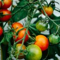 Aednik: põhjuseid, miks võiks tomateid ise kasvatada, on lõputult!