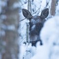 FOTOD OTSE METSAST | Noor mets on põdra pidulaud