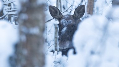 FOTOD OTSE METSAST | Noor mets on põdra pidulaud