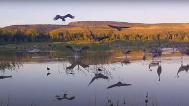 ВИДЕО | Фотоловушка „поймала“ невероятные кадры: сотни журавлей прилетели к озеру на водопой, отдых и танцы! 