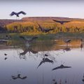 ВИДЕО | Фотоловушка „поймала“ невероятные кадры: сотни журавлей прилетели к озеру на водопой, отдых и танцы! 
