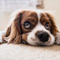 Uuring selgitab: kas teadsid, et inimeste empaatiavõime koerte vastu on suurem kui kaaskodanike vastu?