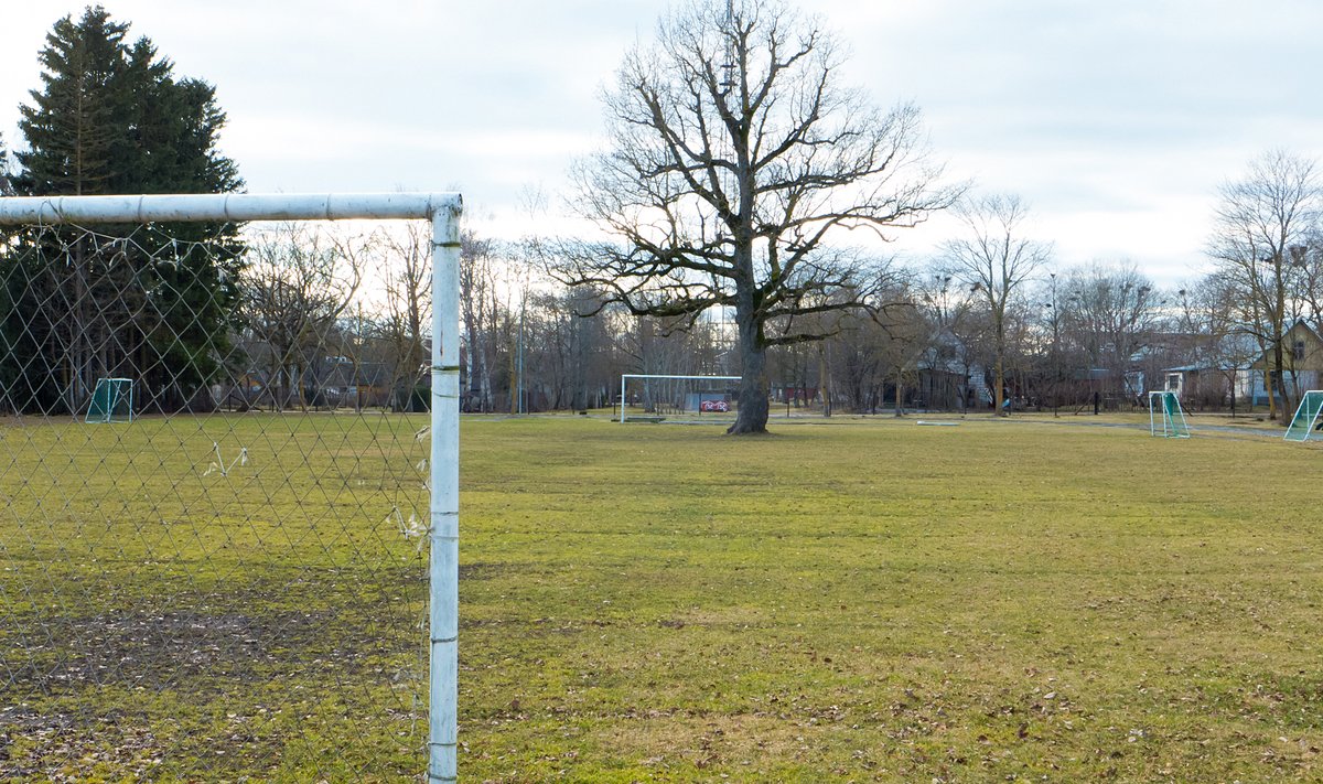Orissaare jalgpalliväljakul asetsev tamm valiti Euroopa aasta puuks