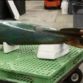 Mereväelasest delfiin leidis 130 aasta vanuse torpeedo