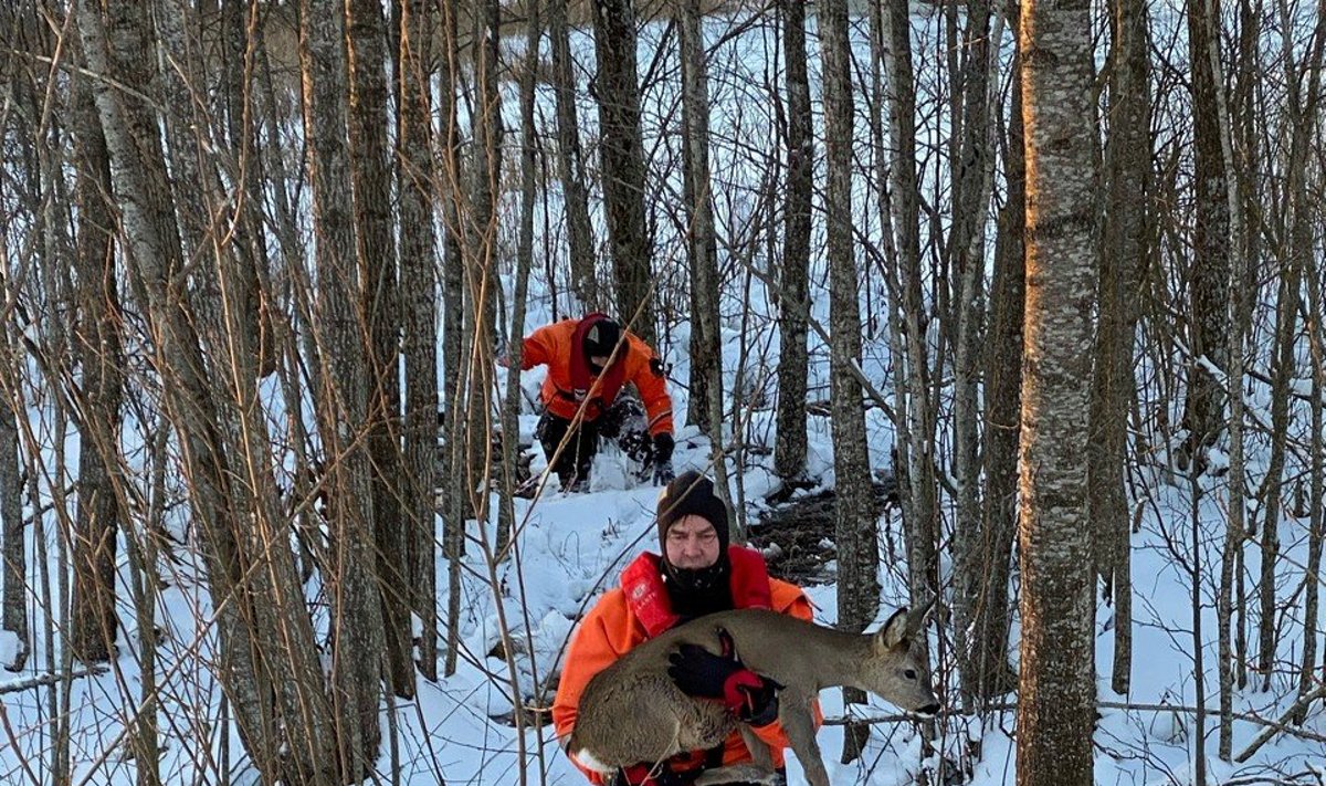 Metskiktse päästmine