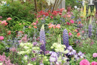 Lillenäitusel Chelsea Flower Show tutvustatakse värskeid aiandustrende ning võistlevad Inglismaa tuntumad aiakujundajad.