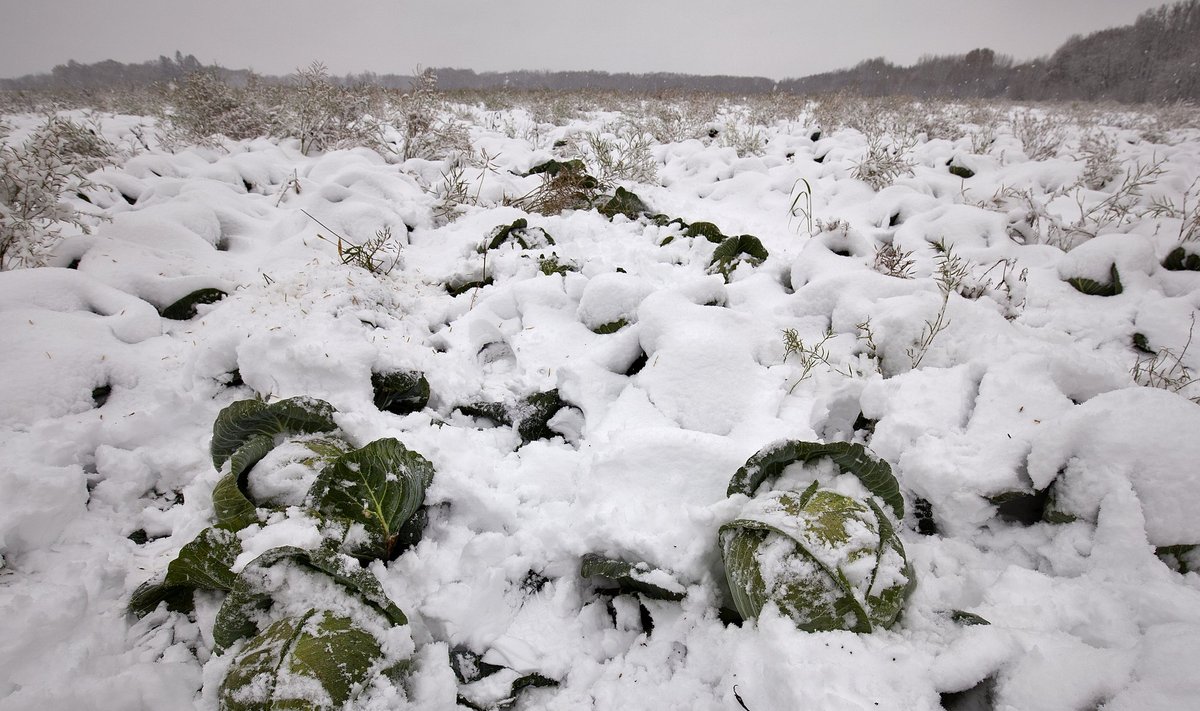 Süsgisel jäid paljud köögiviljapõllud lume alla.