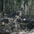 Löögi all on metsahoolduse toetused kaitsealadel 