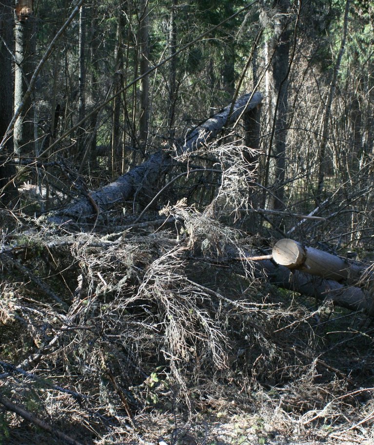 Kaitsealadel olevad metsadki vajavad hooldust.