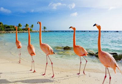 NAGU PARADIIS: Flamingod Aruba saarel.