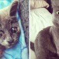 Fantastiline GALERII | 20 fotot kassidest näitavad, millisteks suursugusteks kaunitarideks väikesed kassipojad sirgunud on