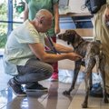 Helsingi Vantaa lennujaamas hakkavad koroonaviirusesse nakatunuid õige pea välja nuhkima koerad