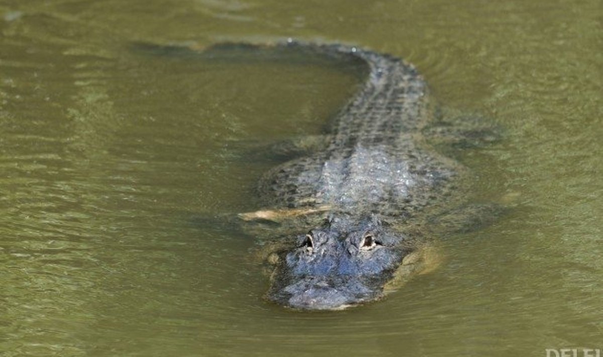 Alligaator vees. Foto: Stan Honda, AFP