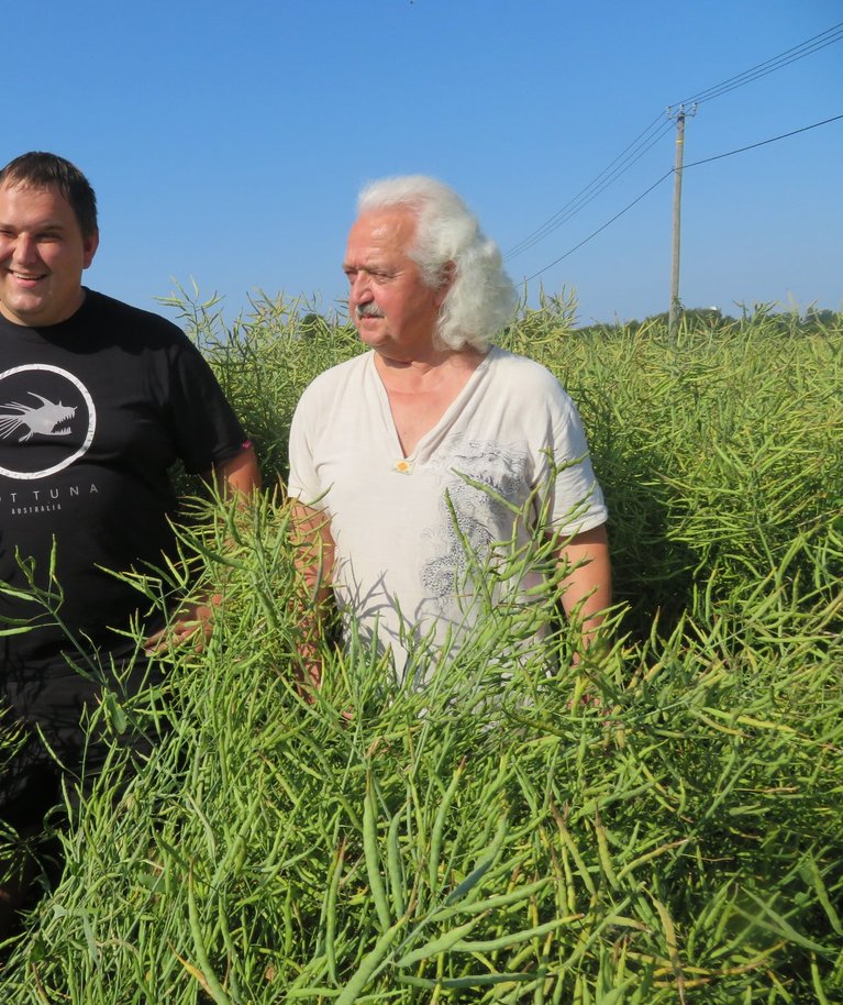Kuigi tänavu said Lehevälja talu agronoom Jaan Loos ning peremees Udo Jüriado hea tulemuse nisuga, kasvas neil ka kena rapsisaak.