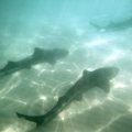 ФОТО | Рыбак выловил чрезвычайно редкую двухголовую акулу