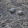 VIDEO | Sookure pesas piiksusid peagi kooruvad munad