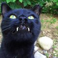 FOTOD: Vampiiri kihvadega kass, kes võitis omaniku südame esimesest hetkest