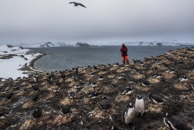 Antarktika eelised. Daniel Berehulak, Austraalia, 2015, pildistatud New York Timesile.