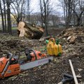 Tohisoo mõisapargis on oodata puude mahavõtmist
