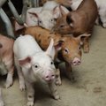 Правительство выделило на борьбу со свиной чумой 267 500 евро