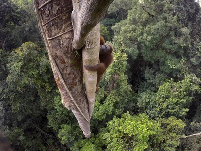 Orangutanide rasked ajad. Tim Laman, USA, 2015