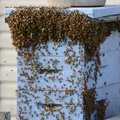 Kuidas mesilased end jahutavad?