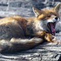 ВИДЕО: С наступлением осени молодые лисы все чаще приходят к людям