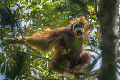 Orangutanide rasked ajad. Tim Laman, USA, 2015