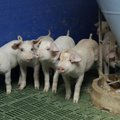Чума свиней: более 4300 голов были уничтожены по ошибке?