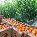 Puu- ja köögiviljakasvatajad saavad kasutada EL erakorralist abi