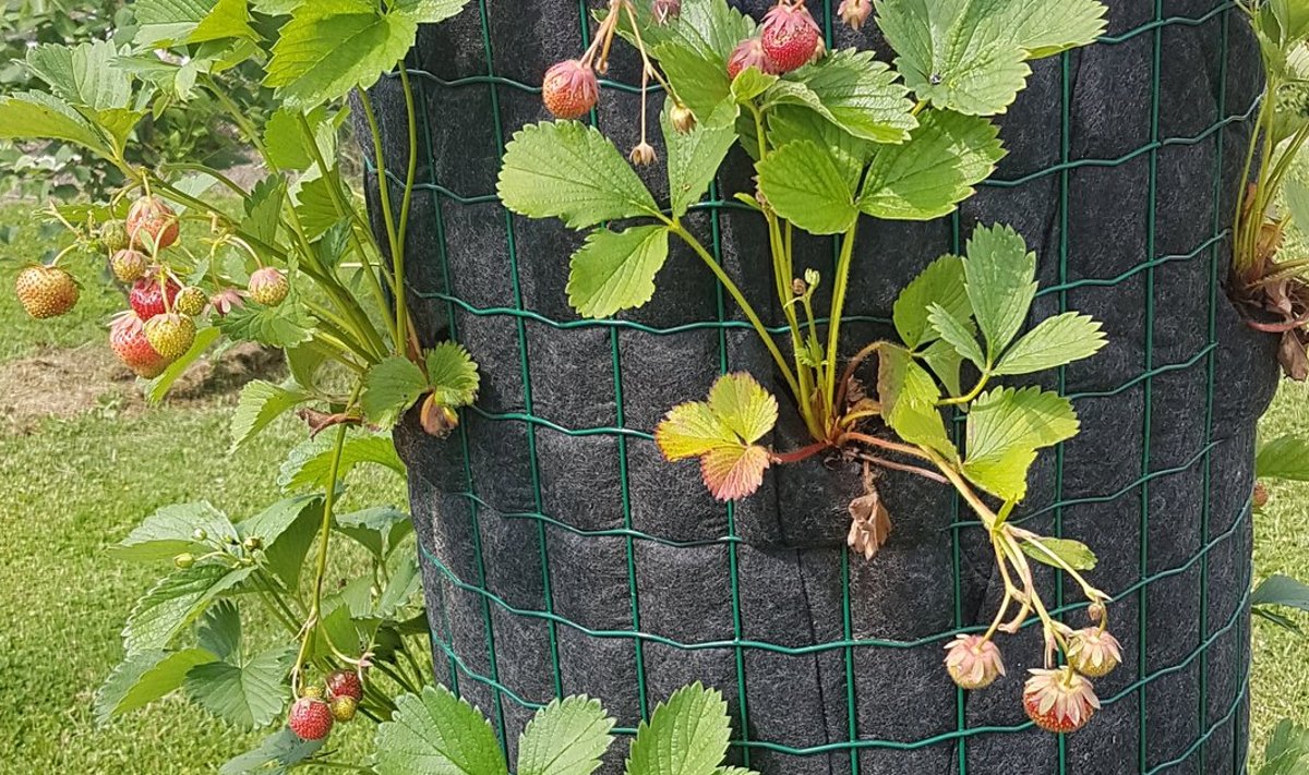 Torni istutati üle 20 maasikataime, mis andsid ka kena saagi.