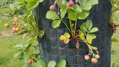 Üksikasjalik õpetus, kuidas ehitada maasikatorn ehk püstine maasikapeenar