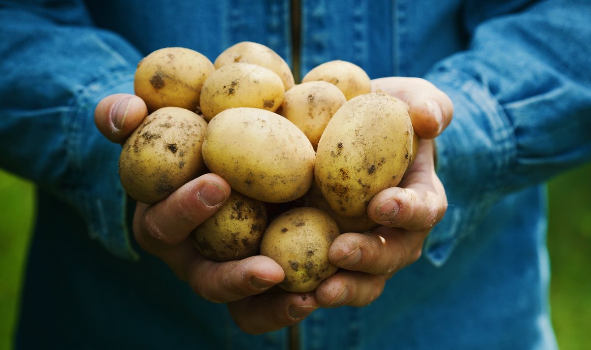 Kui praegu tegutsema asuda, saab jaanipäeva paiku oma aia värsket kartulit.