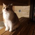 VIDEO | Kass Nööp võtab leili ja lausa vihtleb: ta on saunast täielikus sõltuvuses!