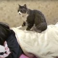 Правда ли, что в японских котокафе предлагают услуги котов-массажистов?