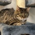 Kõige erilisemad tavalised hiirekütid: 7 asja, mida võiksid teada triibulistest kassidest