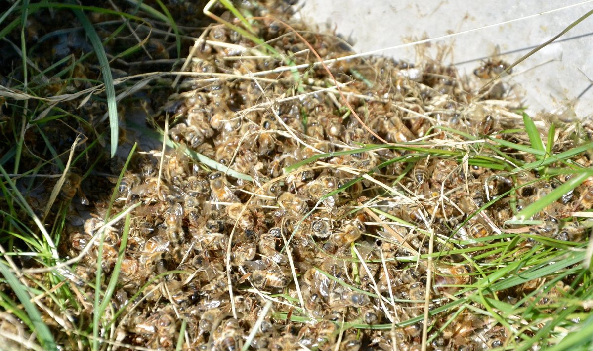 Suvel sai tuhandeid mesilasi Lääne-Virumaal hukka eeldatavasti taimekaitsetööde tõttu. See tõstis taas teravalt üles tarutoetuse ja kahjude kompenseerimise teema.